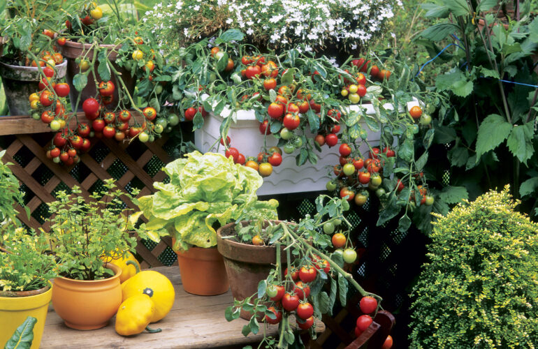Best Vegetables for Container Gardening